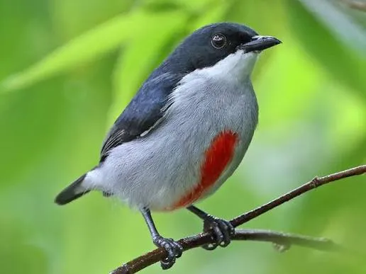 Red-striped Flowerpecker (Dicaeum australe)