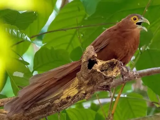 Rufous Coucal (Centropus unirufus)