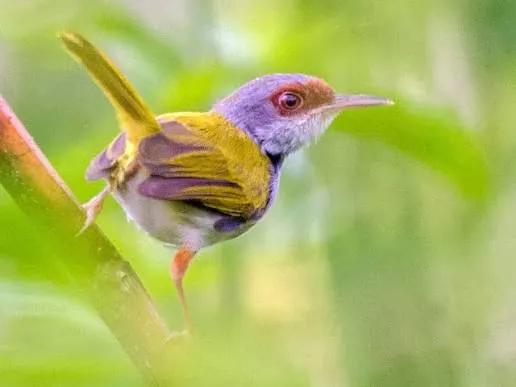 Rufous-fronted Tailorbird (Orthotomus frontalis)