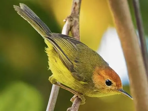 Rufous-headed Tailorbird (Phyllergates heterolaemus)