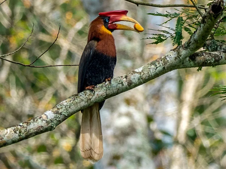 Rufous Hornbill (Buceros hydrocorax)