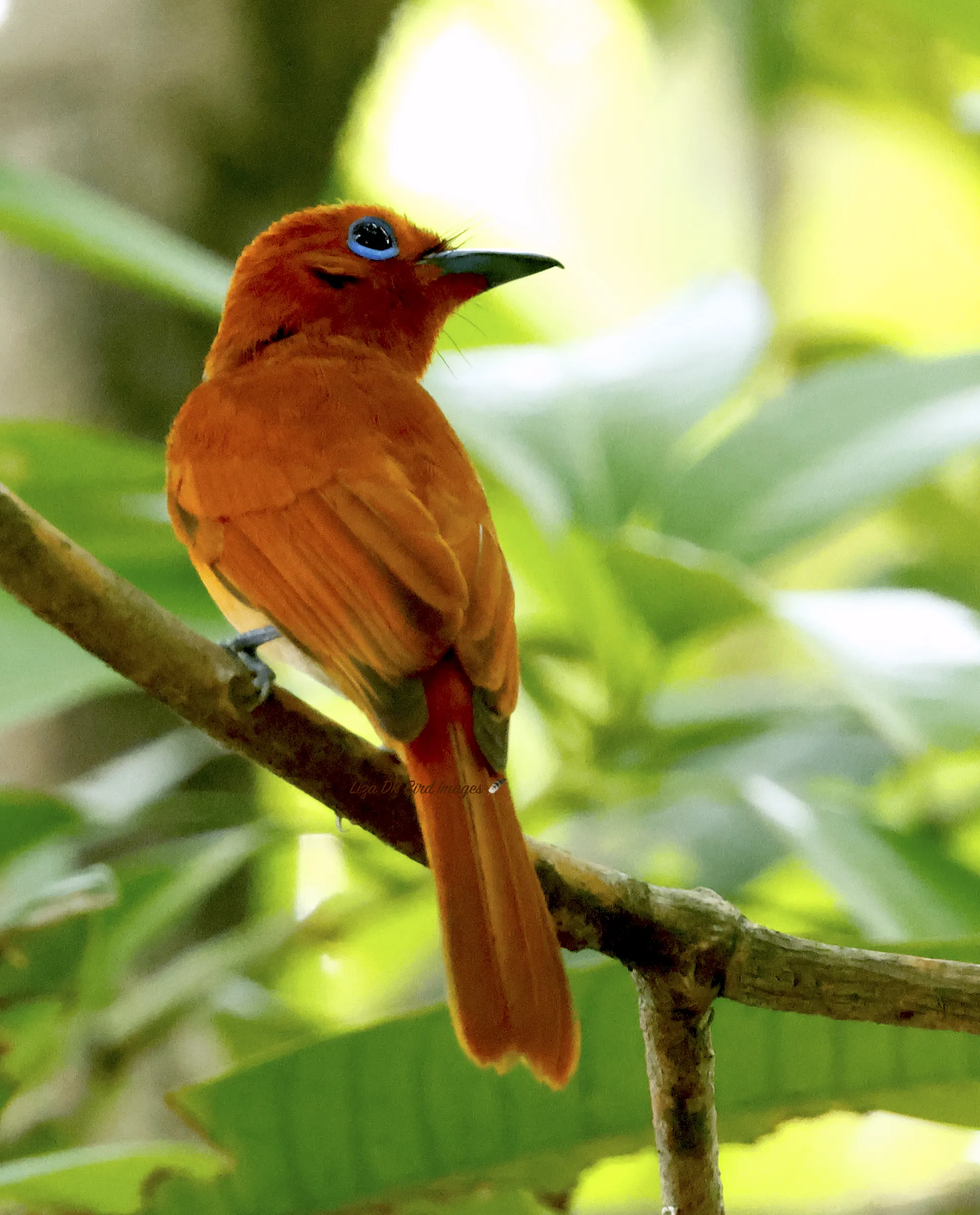 Rufous Paradise-Flycatcher (Terpsiphone cinnamomea)