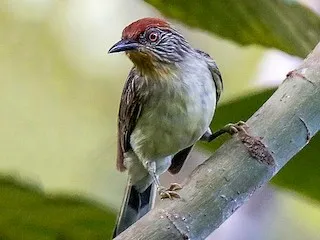 Rusty-crowned Babbler (Sterrhoptilus capitalis)