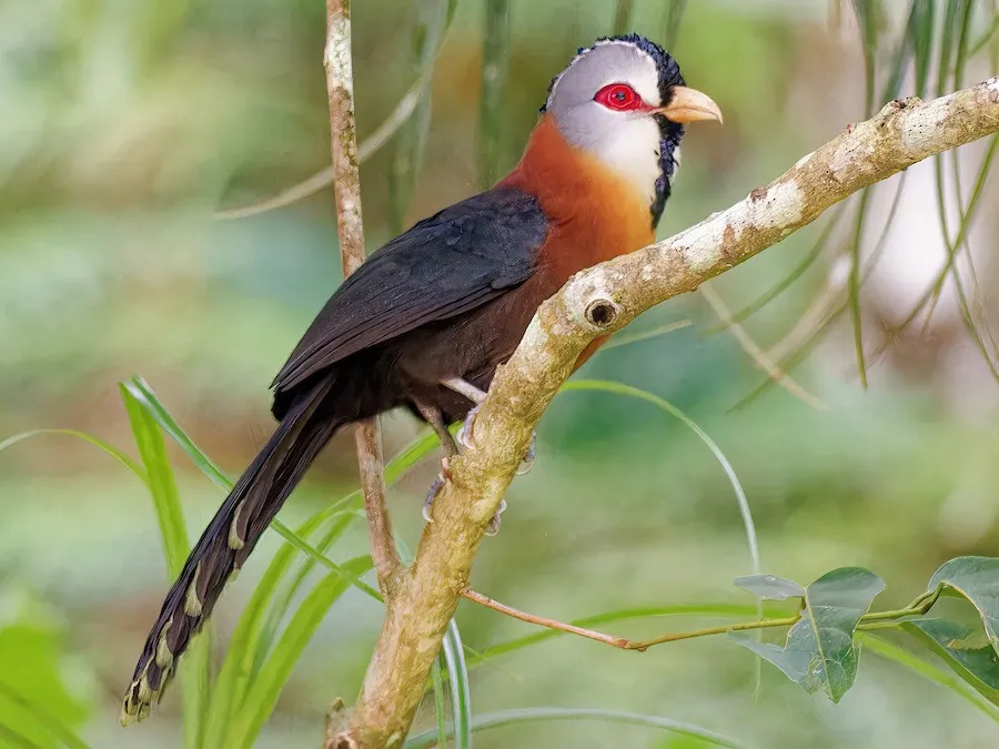 Scale-feathered Malkoha (Lepidogrammus cumingi)
