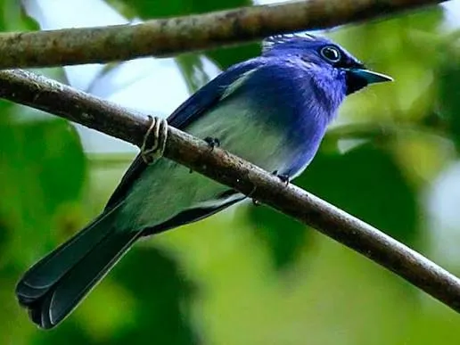 Short-crested Monarch (Hypothymis helenae)