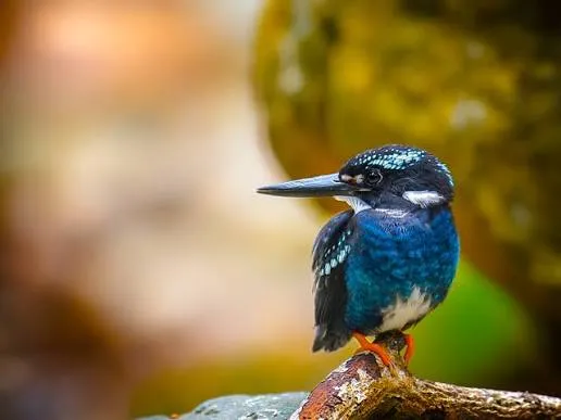 Southern Silvery-Kingfisher (Ceyx argentatus)