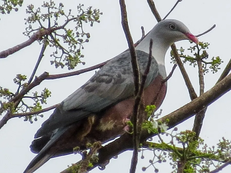 Spotted Imperial-Pigeon (Ducula carola)