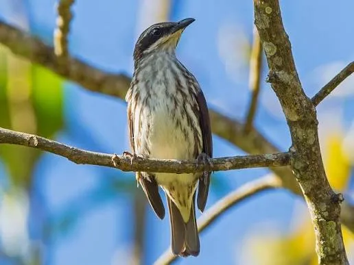 Stripe-breasted Rhabdornis (Rhabdornis inornatus)