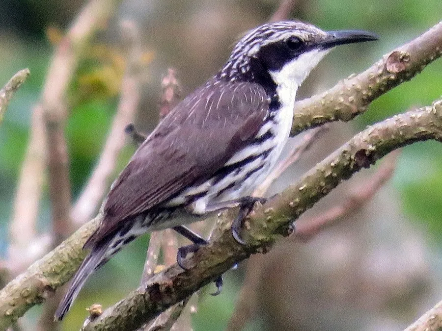 Stripe-sided Rhabdornis (Rhabdornis mystacalis)