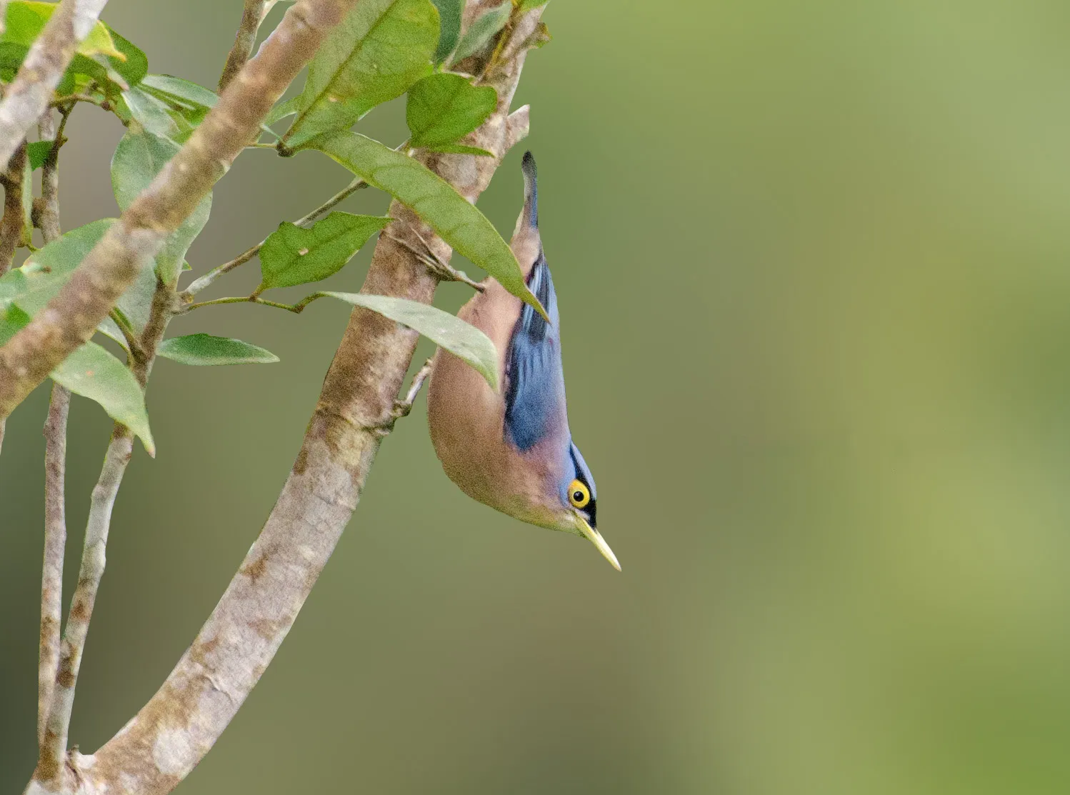 Sulphur-billed Nuthatch (Sitta oenochlamys)