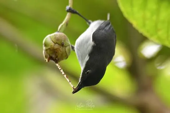 White-bellied Flowerpecker (Dicaeum hypoleucum)