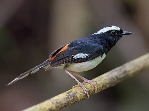 White-browed Shama (Copsychus luzoniensis)