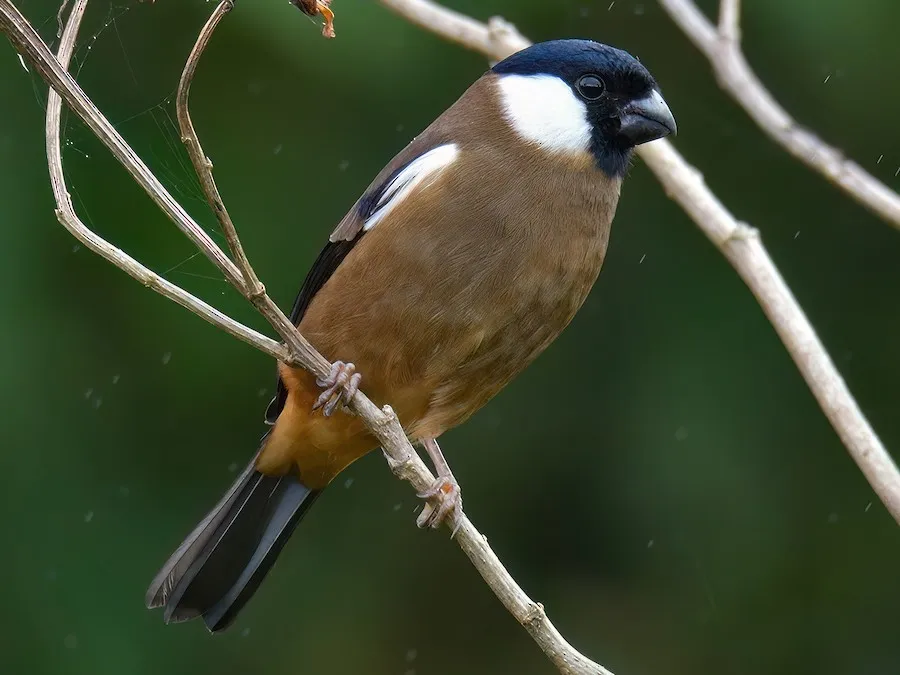 White-cheeked Bullfinch (Pyrrhula leucogenis)