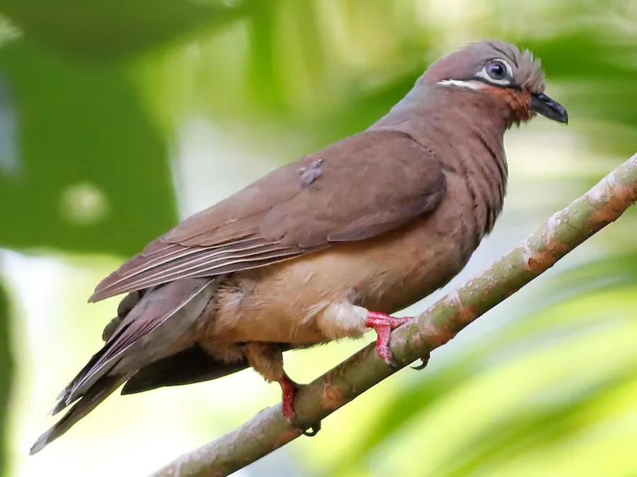 White-eared Brown-Dove (Phapitreron leucotis)