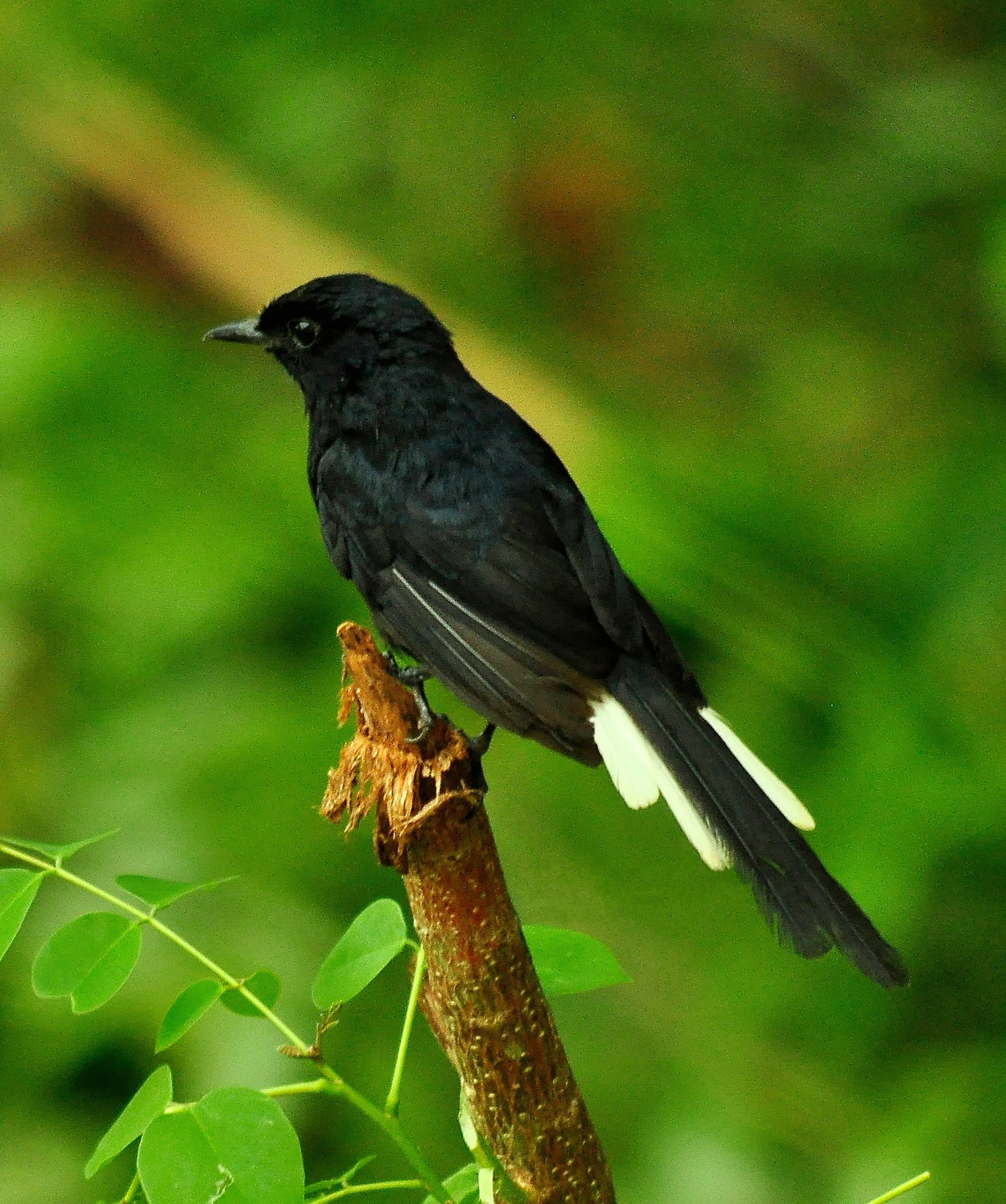 White-vented Shama (Copsychus niger)