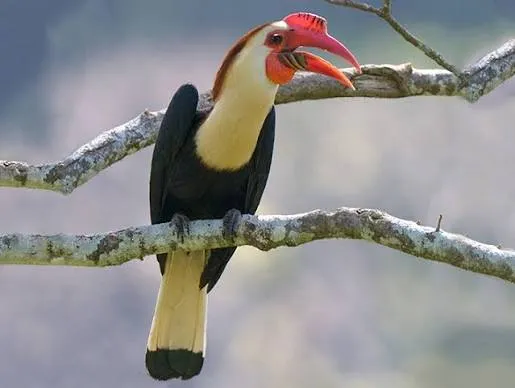Writhed Hornbill (Rhabdotorrhinus leucocephalus)
