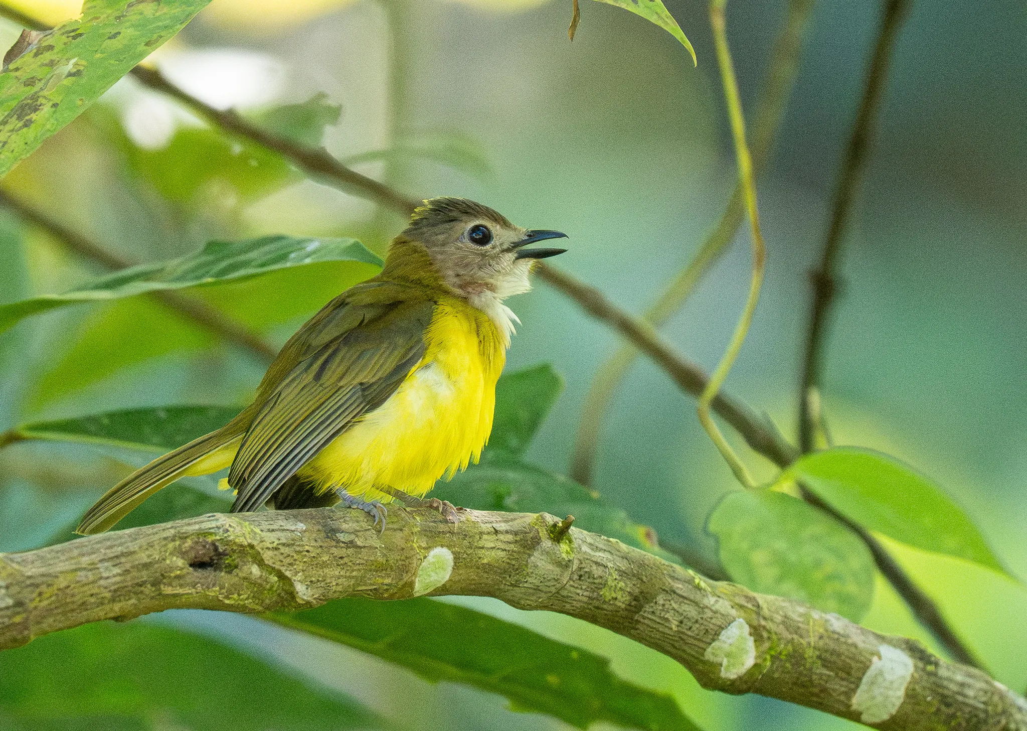 Yellow-bellied Whistler (Pachycephala philippinensis)