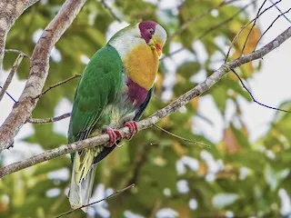 Yellow-breasted Fruit-Dove (Ramphiculus occipitalis)