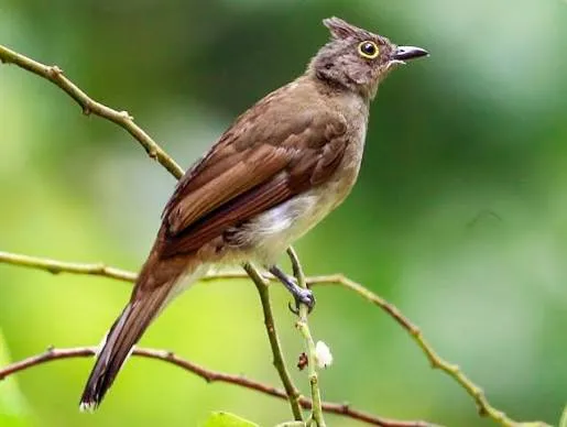 Yellow-wattled Bulbul (Cerasophila thompsoni)