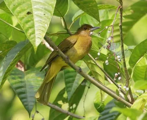 Yellowish Bulbul (Hypsipetes everetti)