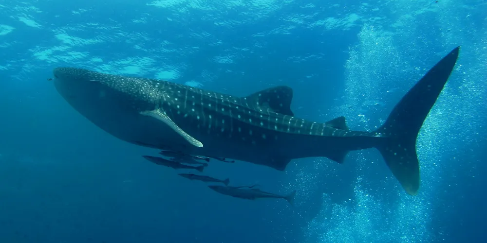 Oslob Whale Sharks, Cebu