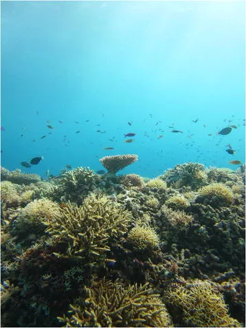 Tubbataha Reefs Natural Park, Sulu Sea, Palawan
